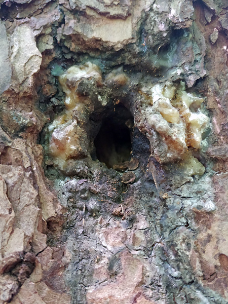 A hole in a tree trunk with brown, peeling bark. The edges of the hole are covered with a yellowish, shiny substance