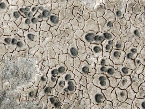 Close-up of a grey thallus with a cracked surface, on which black warty structures are scattered irregularly