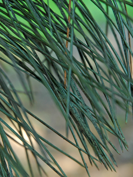 Close-up of black speckled pine needles. They look as if they have been dusted with soot