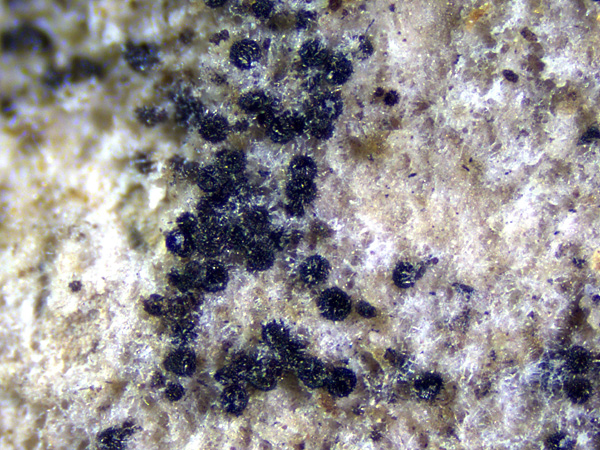 Close-up of a group of black grains on the surface of a light-coloured thallus with a slightly spongy structure
