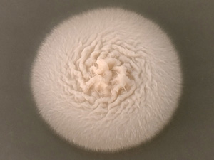 Our scientists discover the unknown biodiversity of the world of fungi