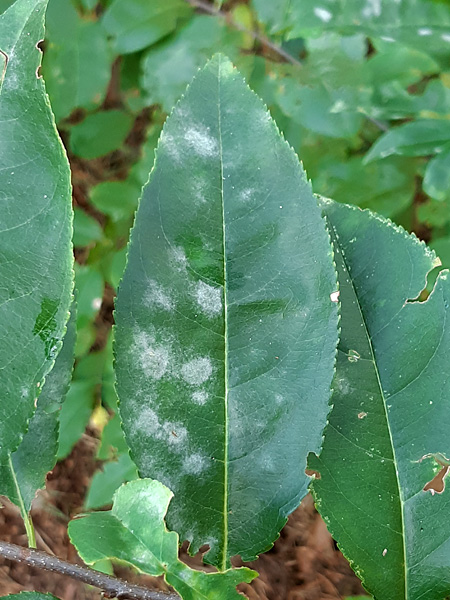 Close-up of a dark green, lanceolate, glossy leaf with a few white, floury spots