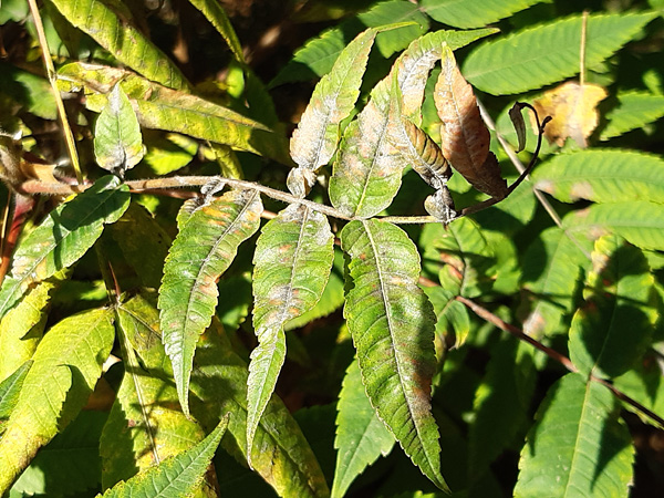 Close-up of leaves covered with grey and brown spots, partly twisted and dried up