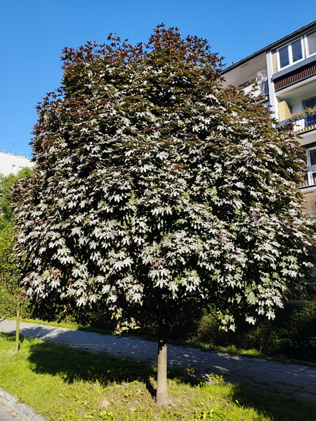 A young tree with a densely leafed, rounded crown growing by a city sidewalk. Its leaves have a white coating