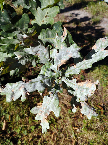 Close-up of an oak branch with leaves covered with a white coating and withered places