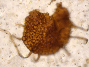 Szaferomyces pliocenicus: the first fossil fungus showing close resemblance to modern powdery mildews (Erysiphaceae)