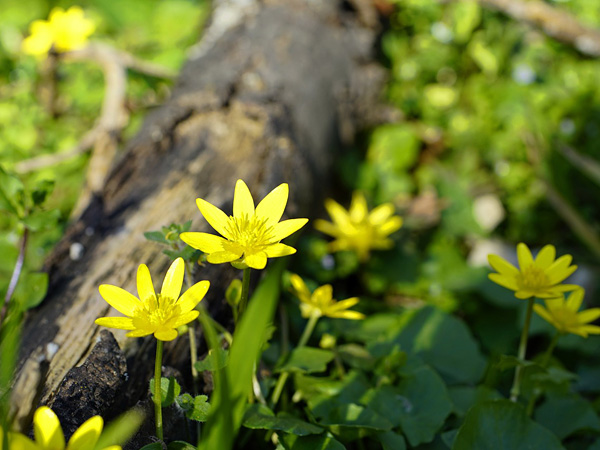 Small plants with yellow flowers with lanceolate petals. Between them lies a rotten branch