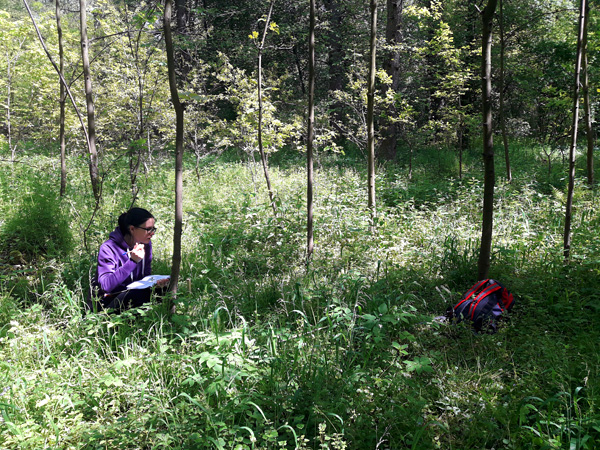 A woman crouches with a notebook in her hand among the dense herbaceous vegetation in a sunlit forest