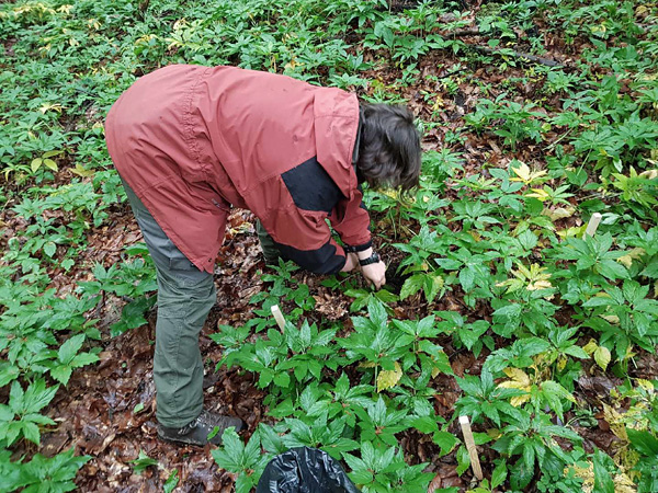 A woman in field clothes bends down among the low plants with scattered leaves and digs a shovel into the soil