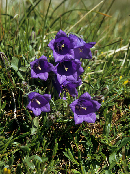 A low plant with impressive, dark purple bell-shaped flowers among the grass. Yellow pistils protrude from the flowers