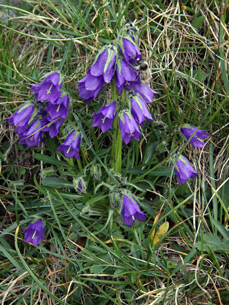 A low plant with dark purple bell-shaped flowers against a grass background. The flowers bend downwards