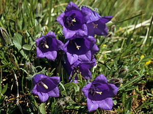 Phylogeography of Campanula orbelica, or how the biodiversity of the Balkan Peninsula was shaped