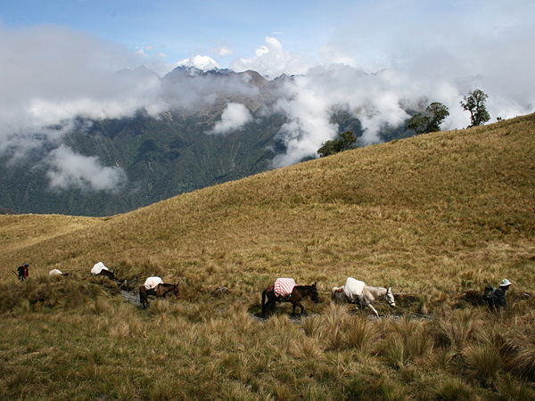People and laden animals walk one behind the other on a grassy, gentle hill. In the background, high, misty mountains