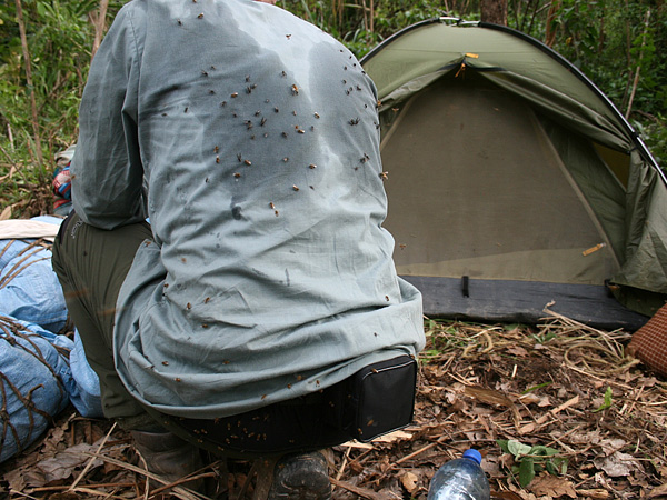 A woman crouches by a green tent. The back of her shirt is wet with sweat. A swarm of insects covers her