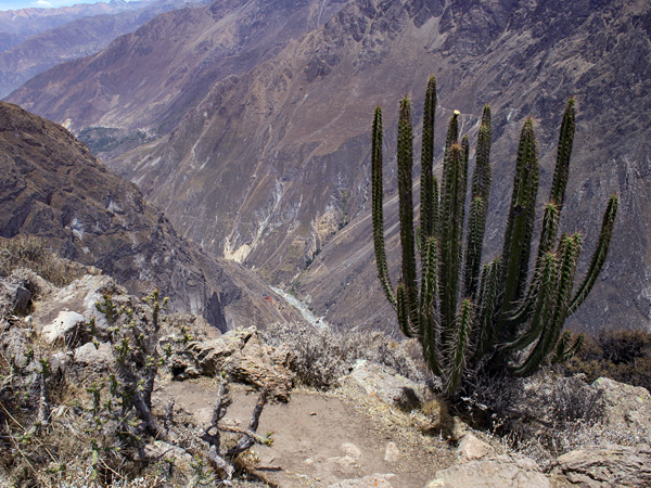 View from a mountain path into a deep, rocky valley. In the foreground, a large cactus growing on a steep slope