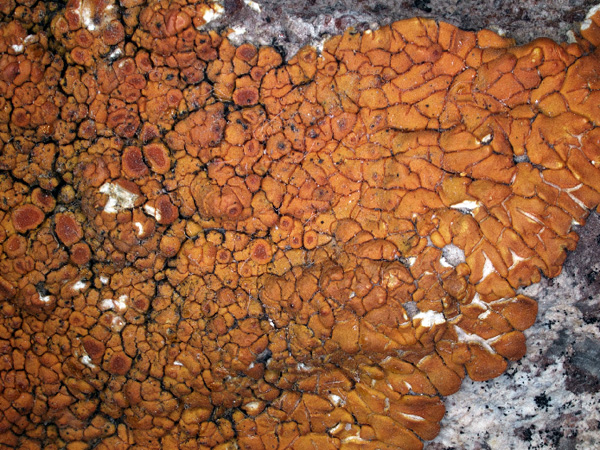 An orange, crusty lichen thallus with a dense network of grooves growing on a gray rock