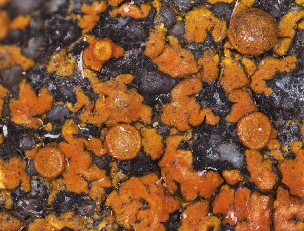 A close-up of the lichen thallus, creating a mottled orange-black pattern
