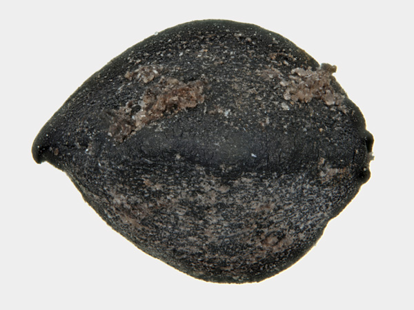 Black, oval grain with a rough surface on a white background. It has a bulge in the middle and is pointed at one end