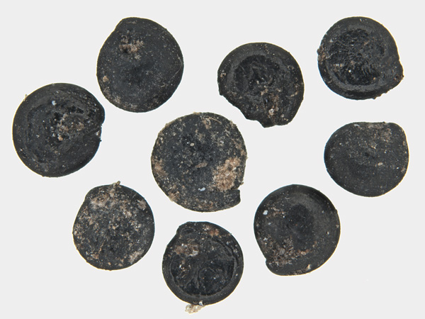 Nine black, discoidal grains with a rough, damaged surface on a white background