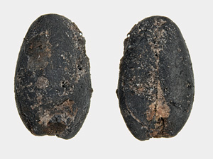 A plant-based diet from 7,000 years ago: What did the first farmers living around Wieliczka eat?