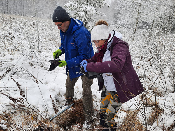 A woman and a man in winter clothes work with concentration among low snow-covered bushes. It is snowing