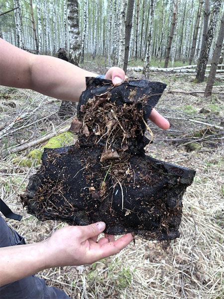 Black bags held in the hands. They are dirty with soil and fragments of forest litter and overgrown with small roots