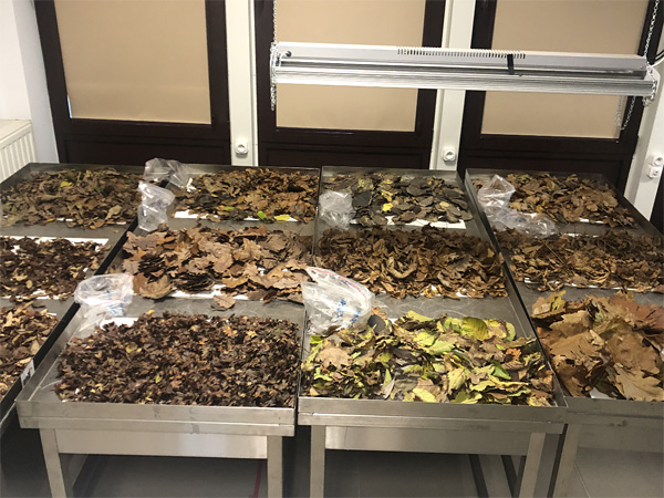 Metal, square tables with tray-shaped tops stand next to each other. Leaves of various species are drying on them