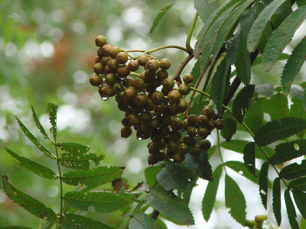 Close-up of a cluster of unripe rowan berries. They are wet from the rain