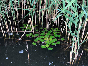 Will climate change enable the expansion of the water caltrop (Trapa natans)?
