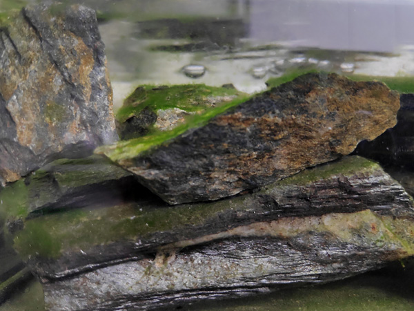 Fragments of rocks arranged in a pile and submerged in water. They are covered with a green layer