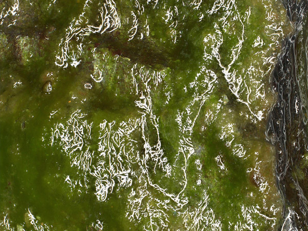 Green, irregularly wavy, wet surface with white reflections of light