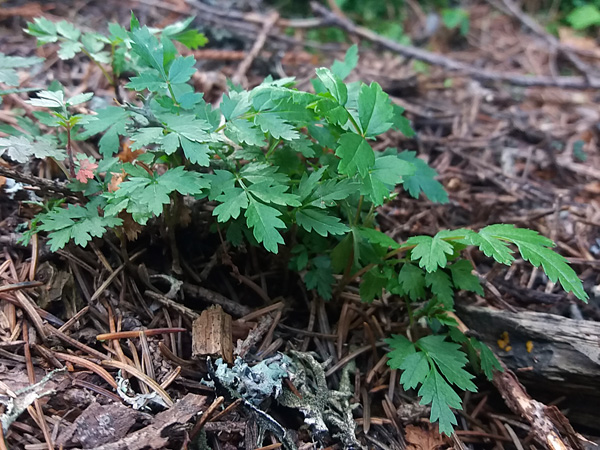 Close-up of a group of seedlings with bright green, pinnately compound leaves growing in the forest