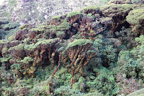 A dense forest of trees with trunks heavily overgrown with epiphytes and flat crowns resembling mushroom caps