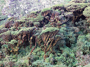 Diversity, host specificity and evolutionary trends of lichenicolous fungi in the tropical Andes: an innovative study on symbiotic organisms in the global centre of biodiversity