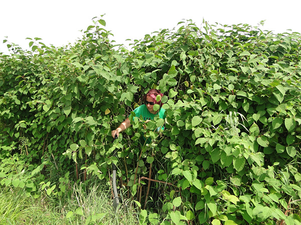 A woman in a green T-shirt emerges from the thicket. The plants have heart-shaped leaves and are taller than her