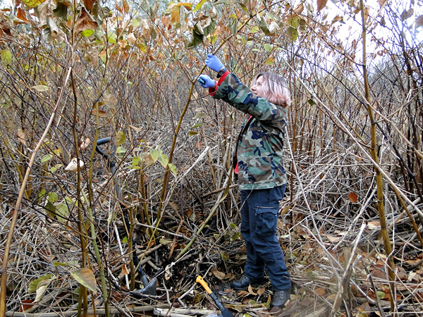 A woman in a camouflage jacket and latex gloves cuts off the tops of plant shoots that have not yet shed their autumn leaves