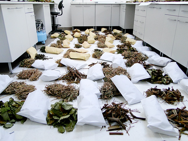 The floor in the lab is covered with paper bags. Some contain dried leaves, others stems
