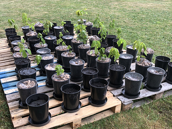 Black pots with soil are placed on wooden europallets standing on the lawn. Tree seedlings grow out of some of them