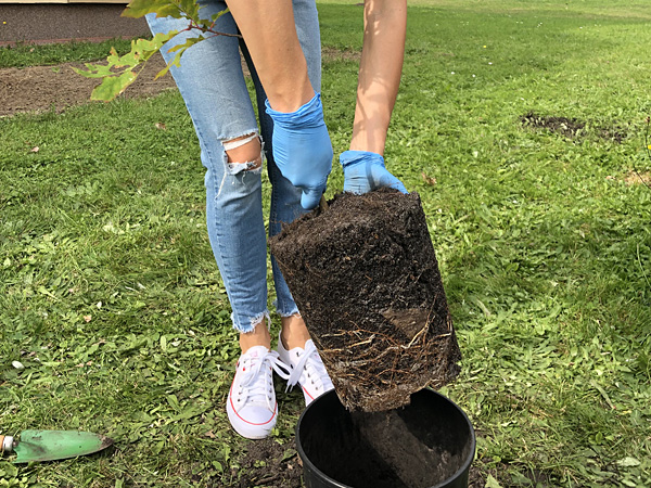 Seen from the waist down, the woman pulls a young tree out of a pot along with a clod of soil overgrown with roots