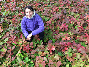 The impact of alien tree species – red oak (Quercus rubra L.) – on soil physicochemical properties, soil microbial communities and forest vegetation