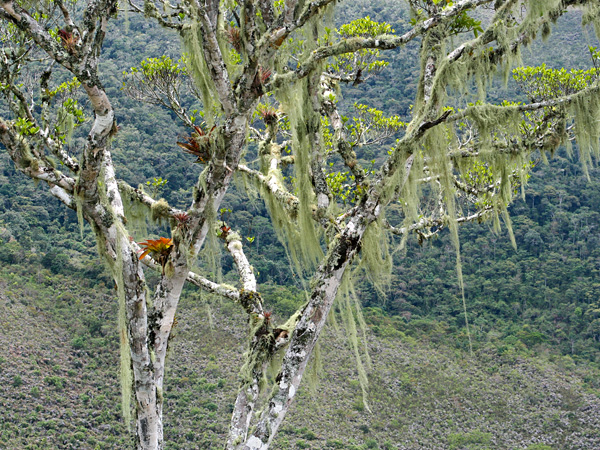 Lichens resembling long beards hang from the branches of a tree against the backdrop of a tropical mountain forest
