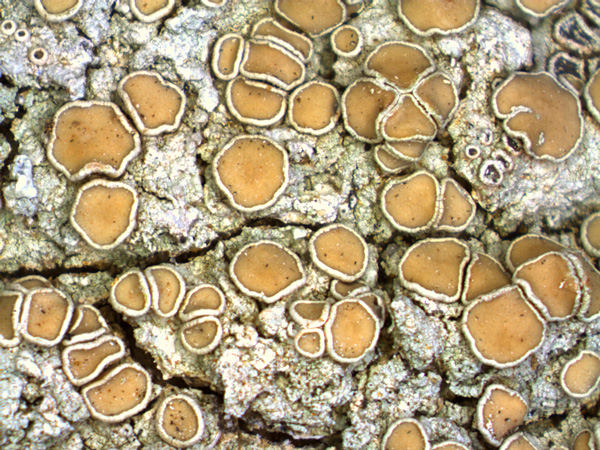 Close-up of a whitish, crusty lichen thallus with numerous light brown, plate-like structures on its surface