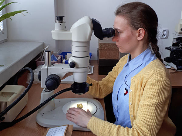 A woman in a yellow sweater sitting at a desk looks through a microscope at a fragment of a lichen lying on a piece of paper