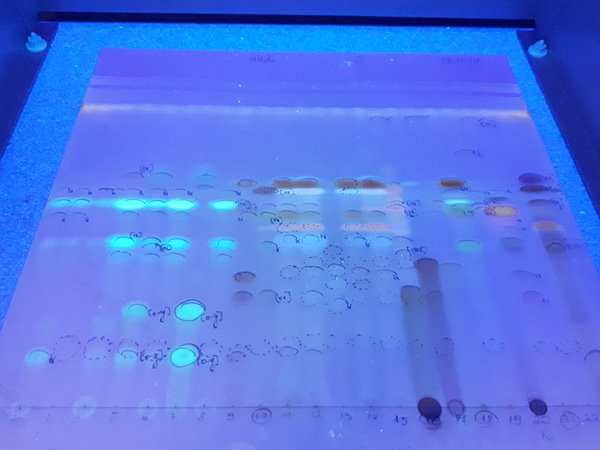 Plate in blue light with dark streaks and brightly glowing spots. The spots are outlined and described with a marker