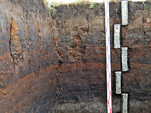 Palaeocological studies and the human-environment relationships at the multicultural settelment site of Smólsk (Kuyavia, Central Poland)