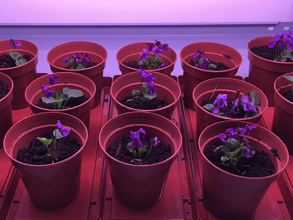 Rows of brown pots with purple-flowering small plants on trays in light purple lighting