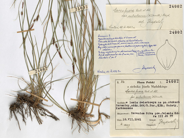 A sheet of paper with two dried grasses with root systems on it. On the right side of the label with the description