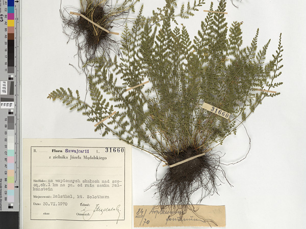 A sheet of paper with a dried fern. Its leaves are spread out in a fan shape. A label with a description is glued next to it