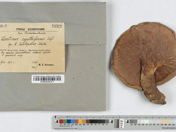 A dried, brown fruiting body of a mushroom, with a lamellar underside of the cap. Next to it lies an envelope with a label