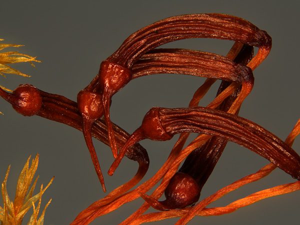 Close-up of long, brown, longitudinally ribbed, sickle-shaped moss sporangia with opercula topped with a long petiole